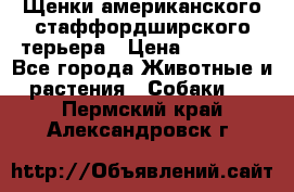 Щенки американского стаффордширского терьера › Цена ­ 20 000 - Все города Животные и растения » Собаки   . Пермский край,Александровск г.